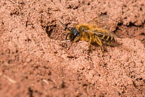 Yellow legged mining bee (Andrena flavipes) male outside nest burrow on riverbank, River Monnow, Monmouthshire, Wales, UK. April