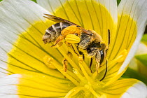 Orange legged furrow bee (Halictus rubicundus) feeding on Poached egg flower (Limnanthes douglasii), showing pollen baskets on hind legs, Monmouthshire, Wales, UK. March.