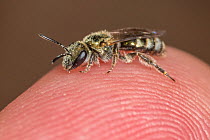Smeahtman&#39;s furrow bee (Lasioglossum smeathmanellum), on fingertip, Monmouthshire, Wales, UK. August