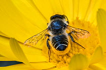 Patchwork leafcutter bee (Megachile centuncularis) gathering pollen on scopa (special hairs beneath abdomen) on Common marigold (Calendula officinalis),Monmouthshire, Wales, UK. July.