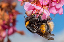 Buff tailed bumblebee (Bombus terrestris), queen feeding on Cherry blossom (Prunus sp.), Monmouthshire, Wales, UK. March