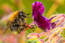 Tree bumblebee (Bombus hypnorum) (Bombus partorum),feeding on Hardy geranium (Geranium sp.), flower, Monmouthshire, Wales, UK. May.