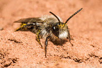 Ashy mining bee (Andrena cineraria), outside nest burrow, River Monnow, Monmouthshire, Wales, UK. April