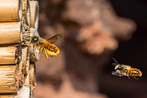 Red mason bee (Osmia bicornis) female bee being followed by male, Monmouthshire, Wales, UK. May