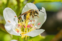 Ligated furrow bee (Halictus ligatus) on Apple blossom (Malus sp) Ripon, Wisconsin, USA, March.