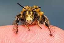 Hairy footed flower bee (Anthophora plumipes),male, on human finger, showing hairy legs, Monmouthshire, Wales, UK. May