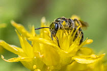 Smeathman&#39;s furrow bee (Lasioglossum smeathmanellum) tiny bee feeding on Biting stonecrop (Sedum acre) Monmouthshire, Wales, UK. June.