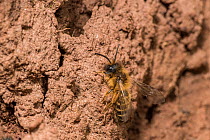 Yellow legged mining bee (Andrena flavipes) male outside nest burrow, River Monnow, Monmouthshire, Wales, UK. April