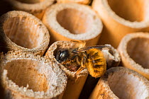 Red mason bee (Osmia bicornis) female bee capping off nest brood cell with mud, Monmouthshire, Wales, UK. June