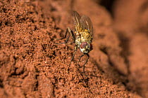 Root maggot fly (Leucophora sp.) kleptoparasitic on bees including mining bees of the genus Andrena, waiting outside mining bee nest burrow, Monmouthshire, Wales, UK. April.