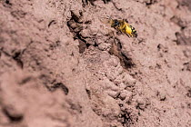 Yellow legged mining bee (Andrena flavipes) female outside nest burrow, Monmouthshire, Wales, UK. April.