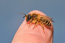 Yellow legged mining bee (Andrena flavipes) male on human finger, Monmouthshire, Wales, UK. April.