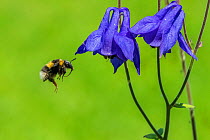 Heath bumblee (Bombus jonellus) flying to feed from Columbine (Aquilegia vulgaris) Monmouthshire, Wales, UK. March.
