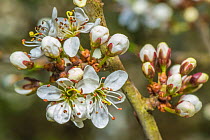 Blackthorn (Prunus spinosa) blossom, Monmouthshire, Wales, UK. April.