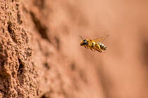 Yellow legged mining bee (Andrena flavipes) female flying to nest burrow, Monmouthshire, Wales, UK. April.