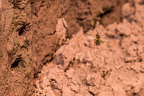 Yellow legged mining bee (Andrena flavipes) male looking for females near nest burrows in river bank, River Monnow, Monmouthshire, Wales, UK. April.