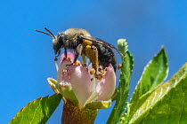 Mining bee (Andrena sp.) feeding on flower of Peach tree (Prunus persica) Ripon, Wisconsin, May.