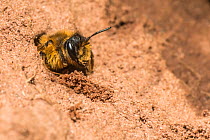 Yellow legged mining bee (Andrena flavipes) female digging nest in bank of the River Monnow, Monmouthshire, Wales, UK. April.