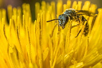 Smeathman&#39;s furrow bee (Lasioglossum smeathmanellum), feeding on Dandelion (Taraxacum offinicale) Monmouthshire, Wales, UK. March