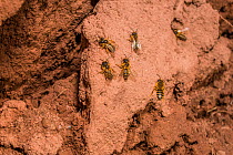 Yellow legged mining bee (Andrena flavipes) males swarming around nest burrows, waiting for females, in bank of the River Monnow, Monmouthshire, Wales, UK. April