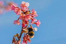 Buff tailed bumblebee (Bombus terrestris), queen feeding on Cherry blossom (Prunus sp.), Monmouthshire, Wales, UK. June
