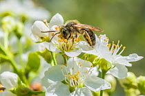 Mining bee (Andrena sp) feeding on Cherry blossom (Prunus sp), Ripon, Wisconsin, USA, May.