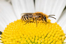 Ivy bee (Colletes hederae),on Ox-eye daisy (Leucanthemum vulgare), Monmouthshire, Wales, UK. June
