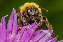 Buff tailed bumblebee (Bombus terrestris), queen, feeding on Chive (Allium schoenoprasum), Monmouthshire, Wales, UK. March