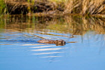Muskrat (Ondatra zibethicus), swimming, Madison River, Gallatin National Forest, Bozeman, Montana, USA, May.