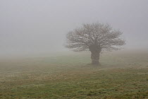 English oak tree (Quercus robur) silhouetted in fog, Monmouthshire, Wales, UK. March.