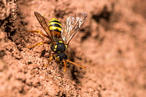Painted nomad bee (Nomada fucata) female, kleptoparasite outside the nest burrow of Yellow legged mining bee (Andrena flavipes) where it will kill the larvae in the burrow before laying its own eggs w...