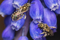Smeathman&#39;s furrow bee (Lasioglossum smeathmanellum) tiny bee feeding on Grape hyacinth (Muscari sp.) flower, Monmouthshire, Wales, UK. March.