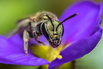 Smeathman&#39;s furrow bee (Lasioglossum smeathmanellum), Monmouthshire, Wales, UK, April.