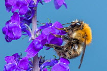 Common carder bumblebee (Bombus pascuorum) feeding on Purple toadflax (Linaria purpurea) Monmouthshire, Wales, UK April