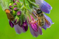 Red Mason bee (Osmia bicornis) female nectar robbing from comfrey, Comfrey (Symphytum officinale), Monmouthshire, Wales, UK. May