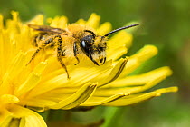 Grey-patched Mining Bee (Andrena nitida) feeding on Dandelion (Taraxacum offinicale) Monmouthshire, Wales, UK. April