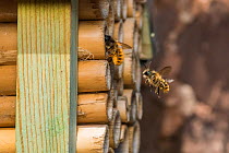 Red mason bee (Osmia bicornis) female bee being followed by male Monmouthshire, Wales, UK. May.