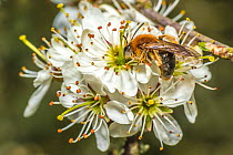 Orange tailed mining bee (Halictus rubicundus) male feeding on Blackthorn (Prunus spinosa) Monmouthshire, Wales, UK. April.