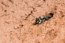 Ashy mining bee (Andrena cineraria) female outside nest burrow, Monmouthshire, Wales, UK. April