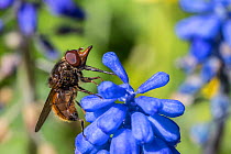 Rhino snout hoverfly (Rhingia campestris) on Grape hyacinth (Muscari sp) Monmouthshire, Wales, UK. April.
