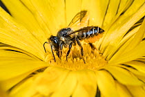 Patchwork leafcutter bee (Megachile centuncularis) feeding from  Common marigold (Calendula officinalis) Monmouthshire, Wales, UK. April