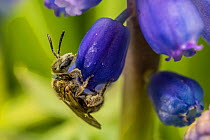 Smeathman&#39;s furrow bee (Lasioglossum smeathmanellum) tiny bee feeding on Grape Hyacinth (Muscari sp.) flower, Monmouthshire, Wales, UK. March.