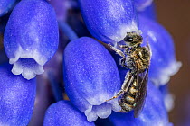 Smeathman&#39;s furrow bee (Lasioglossum smeathmanellum) tiny bee feeding on Grape hyacinth (Muscari sp) Monmouthshire, Wales, UK. March.