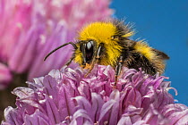 Early bumblebee (Bombus partorum), feeding on Chive (Allium schoenoprasum), Monmouthshire, Wales, UK. May