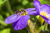 Smeathman&#39;s furrow bee (Lasioglossum smeathmanellum) tiny bee on Aubrieta flower, Monmouthshire, Wales, UK. March.
