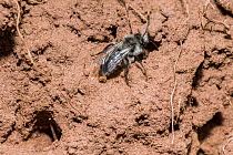 Ashy mining bee (Andrena cineraria) female outside nest burrow, Monmouthshire, Wales, UK. July