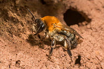 Chocolate mining bee (Andrena scotica) female outside riverbank burrow, Monmouthshire, Wales, UK. May