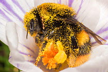 Buff tailed bumblebee (Bombus terrestris), queen with mites, sleeping in Crocus flower, Monmouthshire, Wales, UK. March