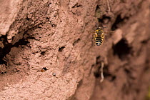 Yellow legged mining bee (Andrena flavipes) female at nest burrow in bank of the River Monnow, Monmouthshire, Wales, UK. April