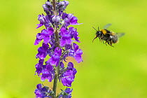Early bumblebee (Bombus partorum) queen flying to Purple toadflax (Linaria purpurea), Monmouthshire, Wales, UK. June.